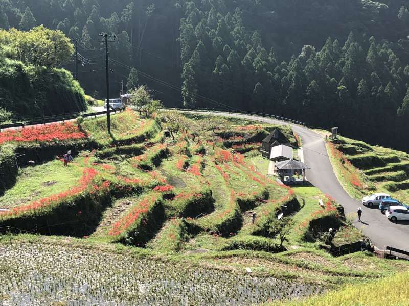 Wakayama Private Tour - Cluster amarylis blossom in “Maruyama Semmai-da” terrace field. There are more than one thousand rice field there. 