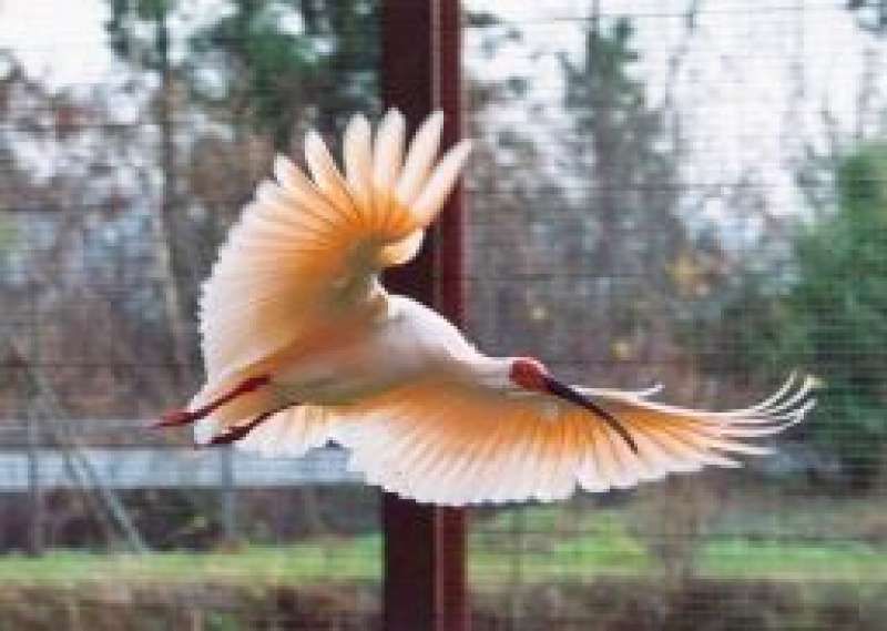 Sado Private Tour - Toki:Japanese crested ibis 