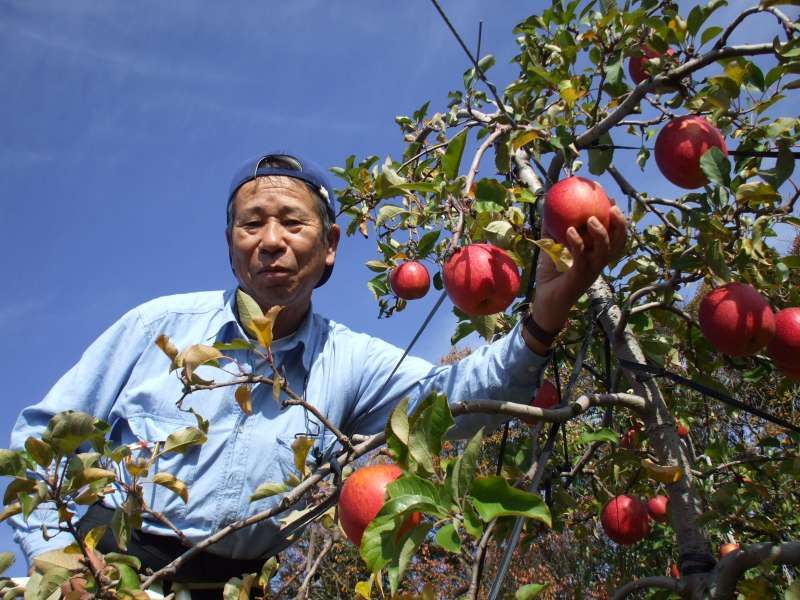 Sado Private Tour - good harvest of Fuji apple