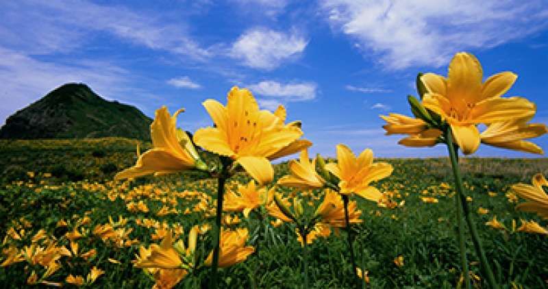 Sado Private Tour - day lily 