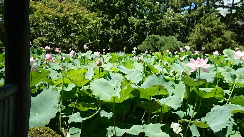 Niigata Private Tour - Lotus flowers blooming in summer in the pond of Hakusan Park