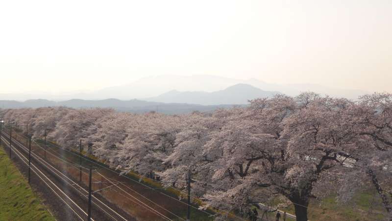 Miyagi Private Tour - Very beautiful place for cherry blossom viewing. only 30 minutes from Sendai Station by train