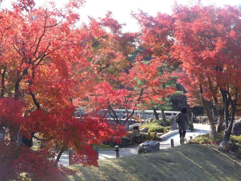 Aichi Private Tour - Autumn color in Tokugawa garden