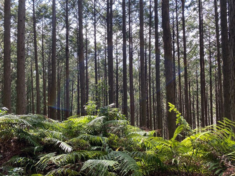 Wakayama Private Tour - Kumano forest