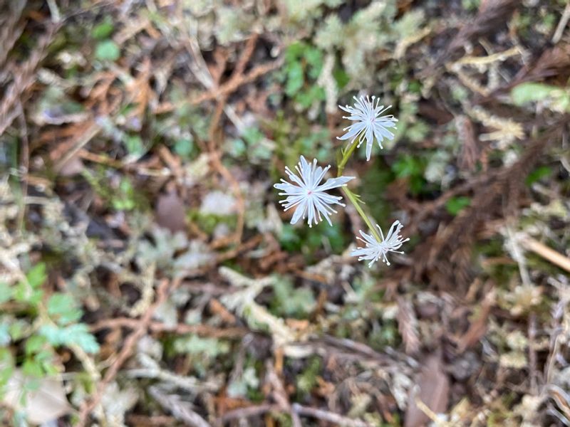 Wakayama Private Tour - Tiny flower in January