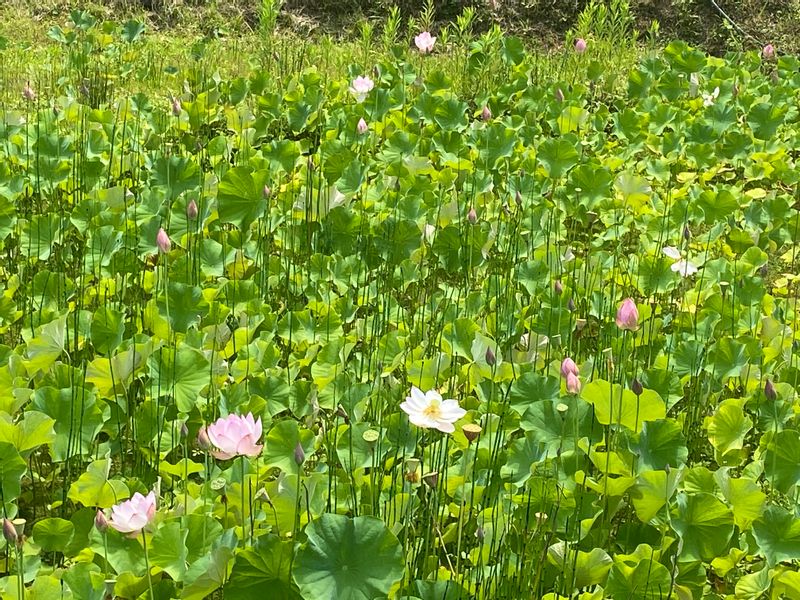 Wakayama Private Tour - Lotus in July