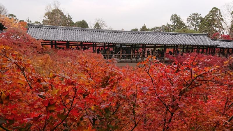 Shiga Private Tour - Tofukuji-Temple