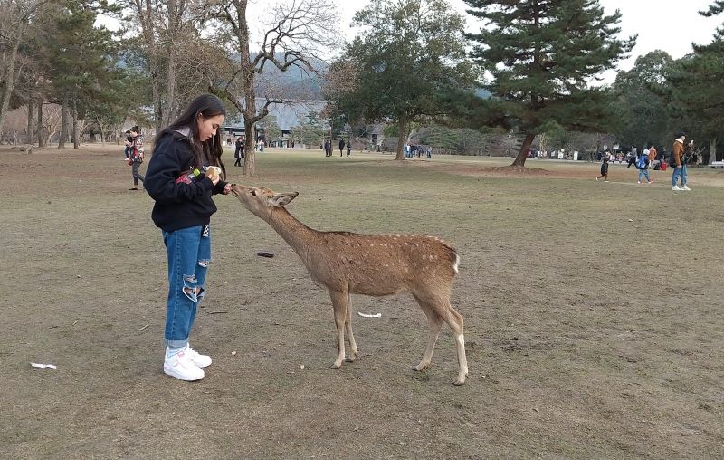 Shiga Private Tour - Lovely girl with a deer
