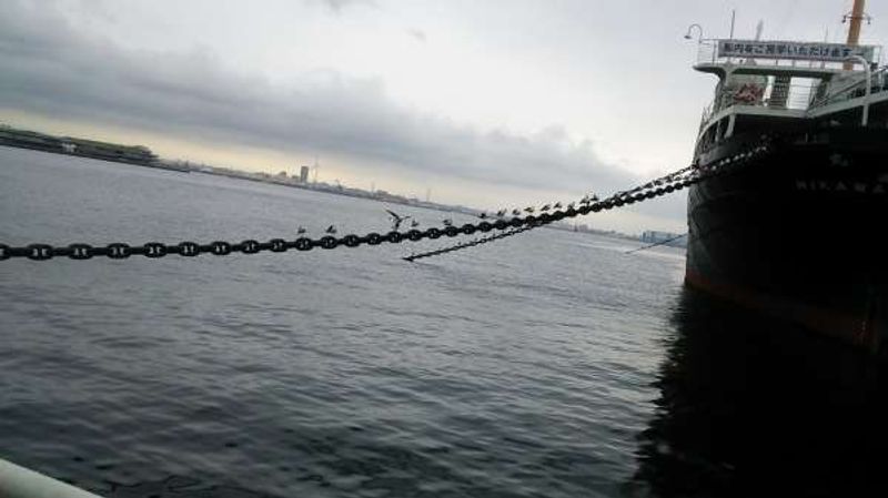 Kanagawa Private Tour - En el muelle,Yamashita-futou gaviotas