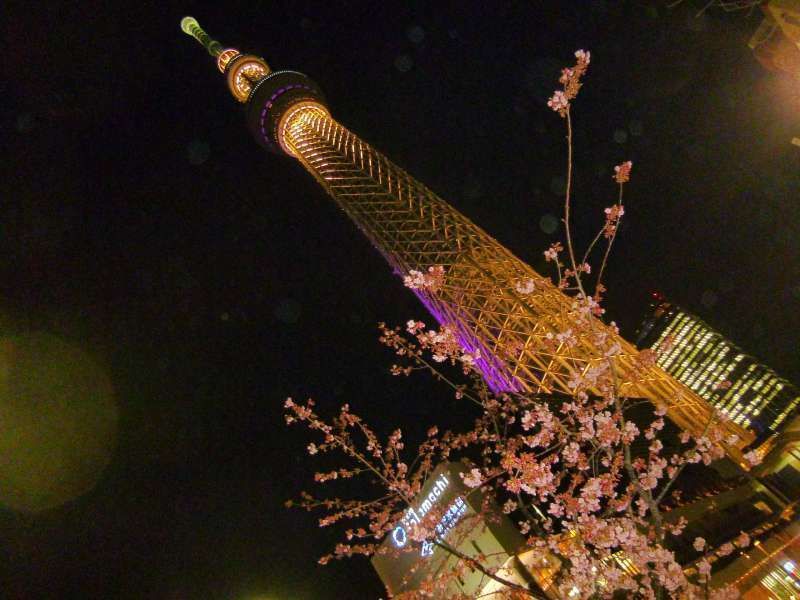 Kanagawa Private Tour - A night view of Tokyo Sky-tree. The man-made fruit of state-of-the-art technology and the plum blossoms, a gift from nature, are making a perfect match, aren't they?