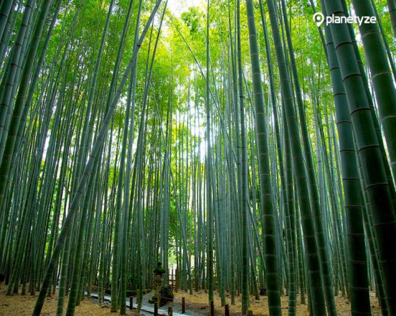 Yokohama Private Tour - Hokokuji Temple, one of popular Zen Buddhist temples in Kamakura, is well-known for its beautiful and serene bamboo forest.
"Matcha",  or powdered green tea, with a traditional Japanese sweet is enjoyable.