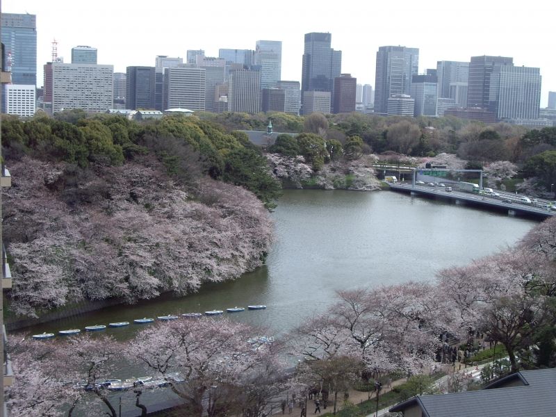 Tokyo Private Tour - Cherry Blossoms at Chidorigafuchi Moat in Tokyo