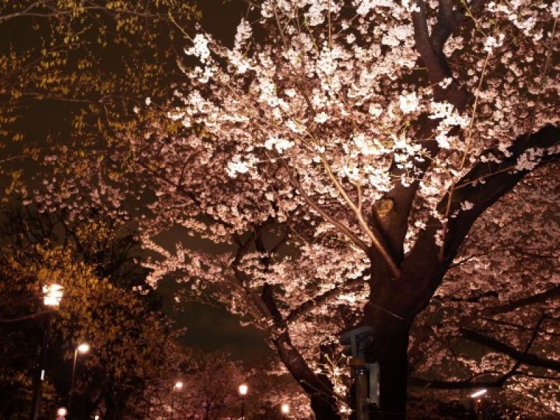 Saitama Private Tour - Cherry blossoms  in full bloom lit by  light at Chidori-ga-fuchi