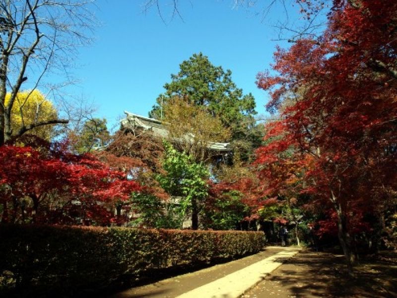 Saitama Private Tour - Hirin-ji Temple at the time of autumn leaves in Saitama prefecture.