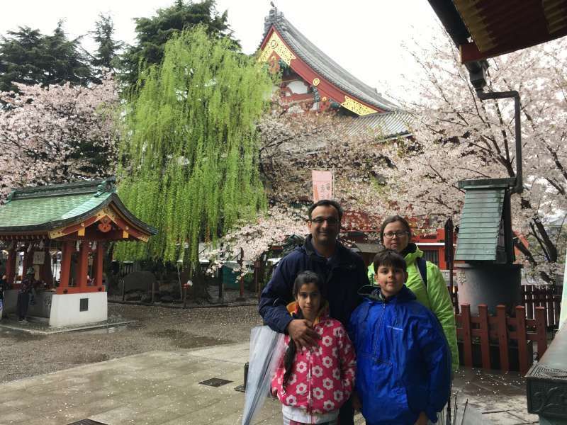 Tokyo Private Tour - Asakusa Shrine, roof of Sensoji, Cherry blossom and willow as background! beatiful contrast 