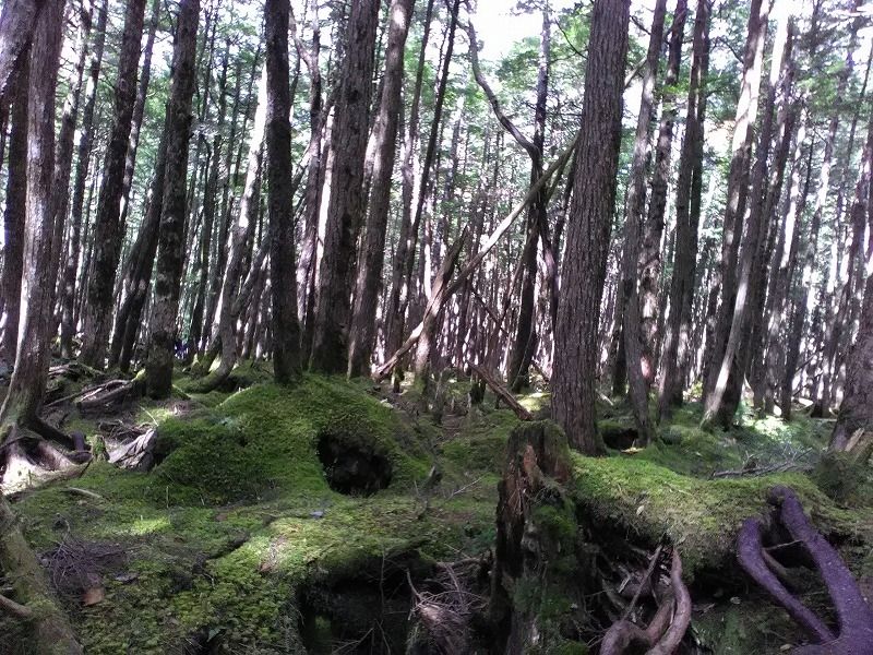 Tochigi Private Tour - Northern Yatsugatake Mount Range. Covered with moss through the year.