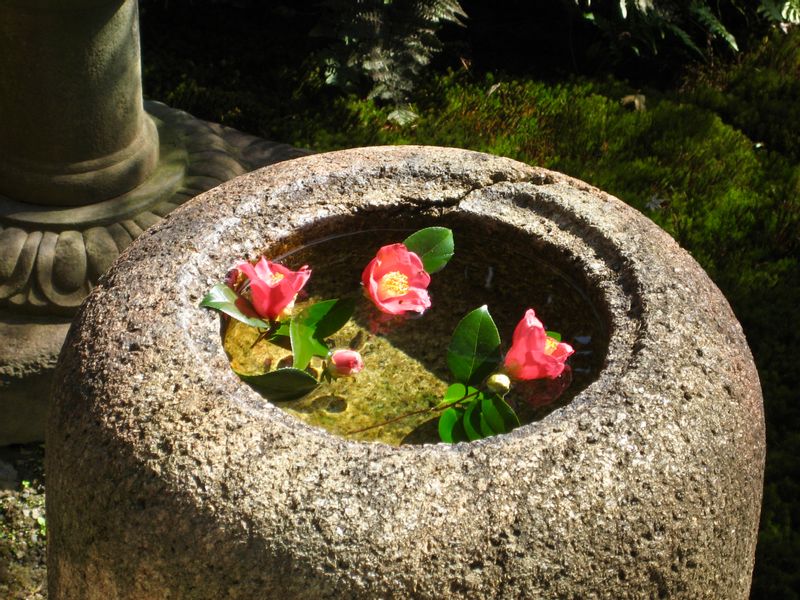 Kyoto Private Tour - Camelia Flower in the WashBasin