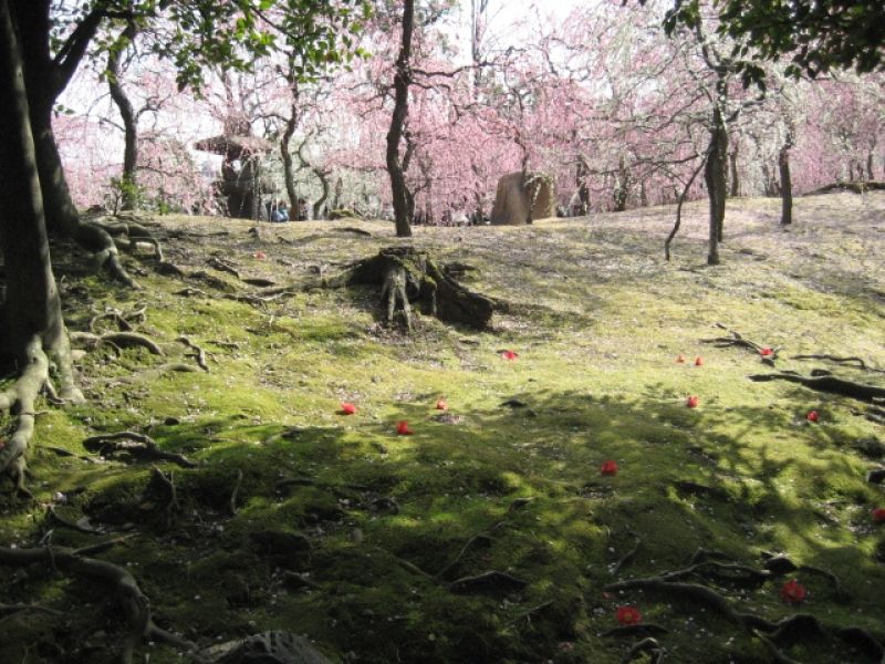 Kyoto Private Tour - Japanese-style garden with moss plant, camellia and plum/apricot trees.