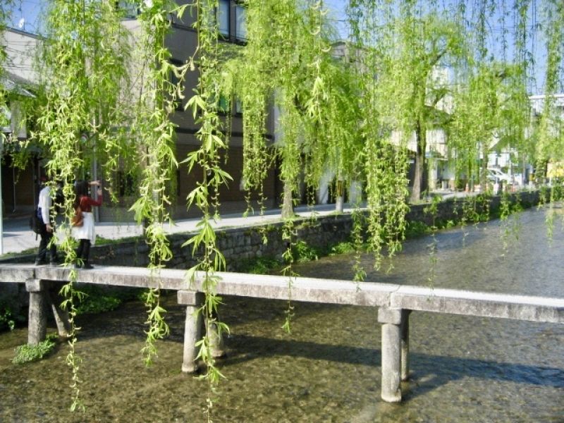 Kyoto Private Tour - Shirakawa river. it is loved by most of the Kyoto residents, too.