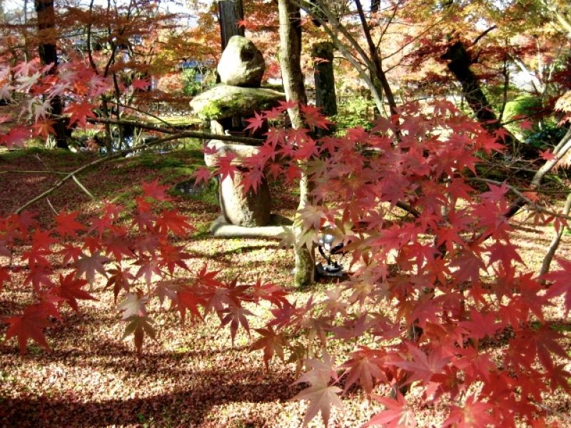 Kyoto Private Tour - Autumn leaves at Eikan-do temple. it is located at the east of Kyoto.