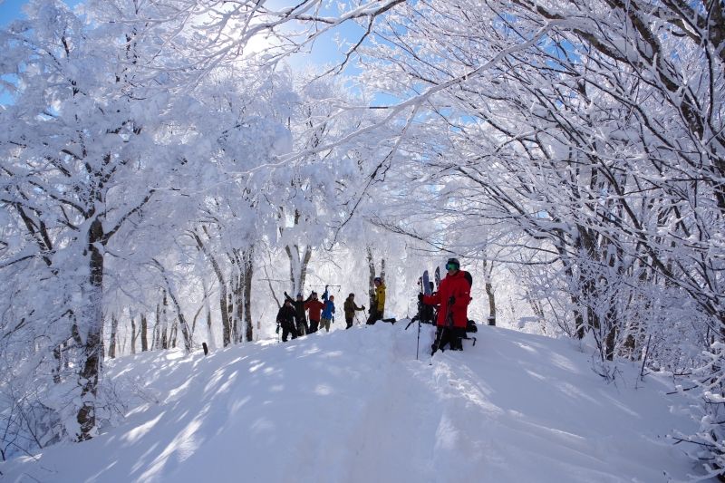 Nagano Private Tour - The forest of Mt. Madarao in Winter.