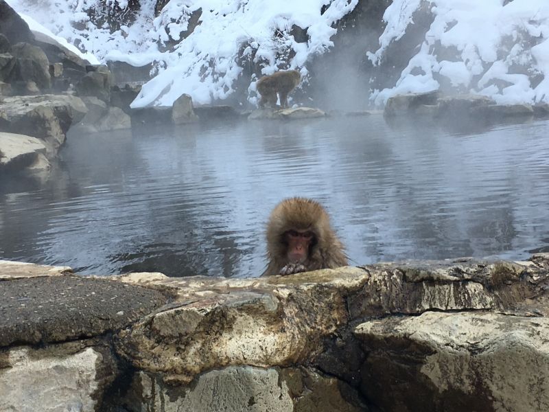 Nagano Private Tour - Snow Monkey.