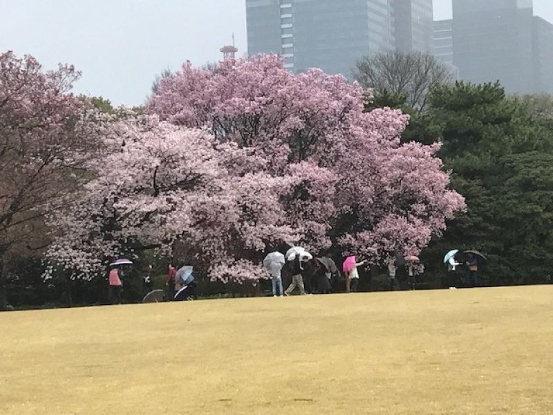 Tokyo Private Tour - Jardines de Palacio Imperial