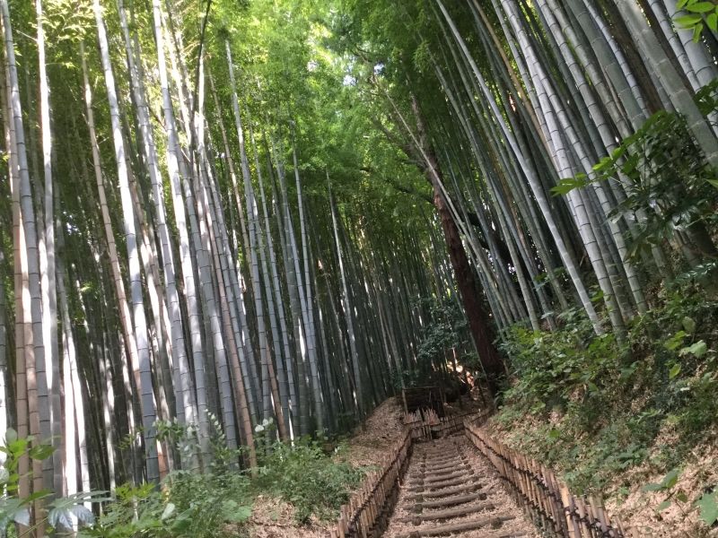 Chiba Private Tour - Bamboo forest 