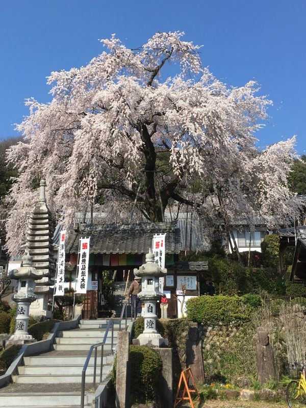 Gifu Private Tour - Shidare Sakura/cherry blossoms in Linyoji temple in Gifu city