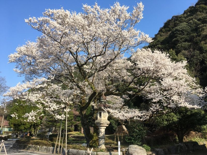 Gifu Private Tour - Ukai sakura/cherry blossoms in Gifu Gokoku shrine, Gifu city