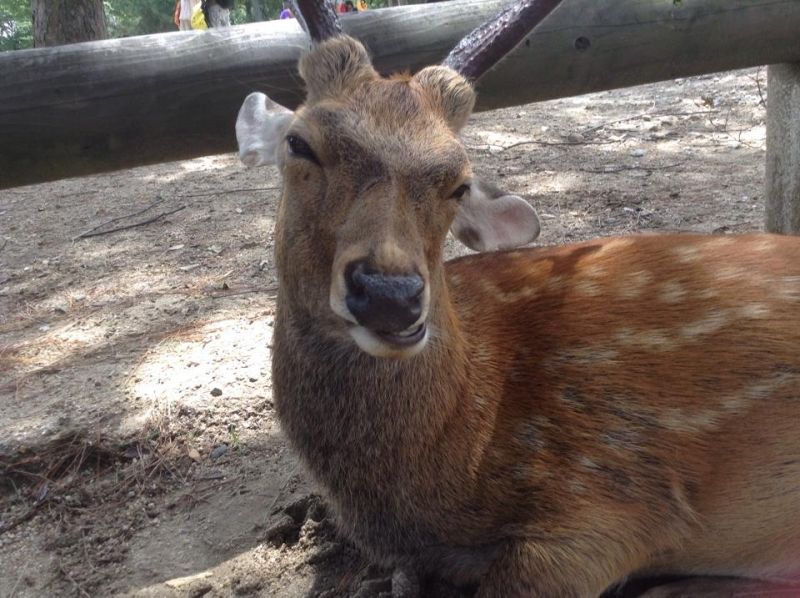 Osaka Private Tour - You can meet friendly wild deers in there. In Nara park 