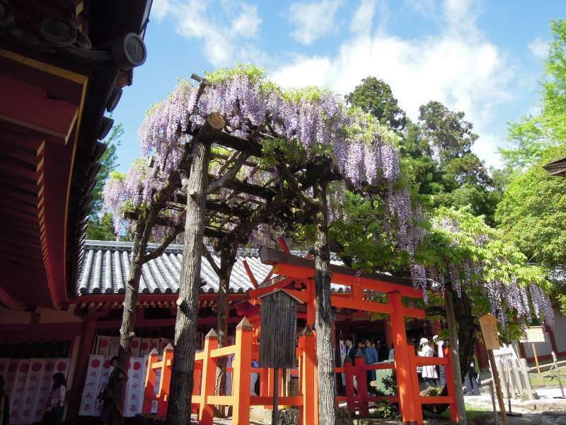 Kyoto Private Tour - Kasuga Grand Shrine in Nara and the wisteria flowers.   The shrine was originally established by the Fujiwara clan.  Fujiwara literally means the field of wisterias.   So many wisteria trees are planted in the precinct of the shrine.