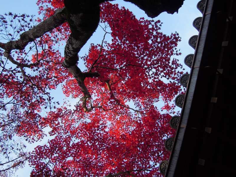 Kyoto Private Tour - At Jojako-ji Temple, Arashiyama, Kyoto