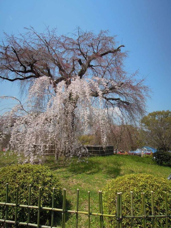 Kyoto Private Tour - Weeping Cherry Tree at Maruyama Park, Kyoto