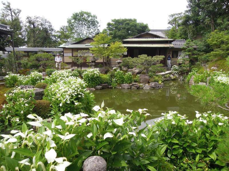 Kyoto Private Tour - Hangesho flowers at Ryosoku-in, a sub-temple of Ken-ninji Temple near Gion, open to the public during the rainy season only.
