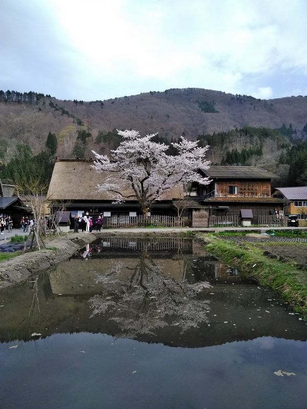 Gifu Private Tour - Shirakawa-go. Walk around to see and enjoy the whole village and look closely at each house. Discover "pure Japan"! (Shirakawa-go)