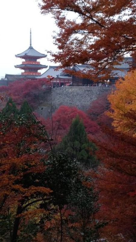 Hyogo Private Tour - El templo Kiyomizudera en la epoca de hojas otonales