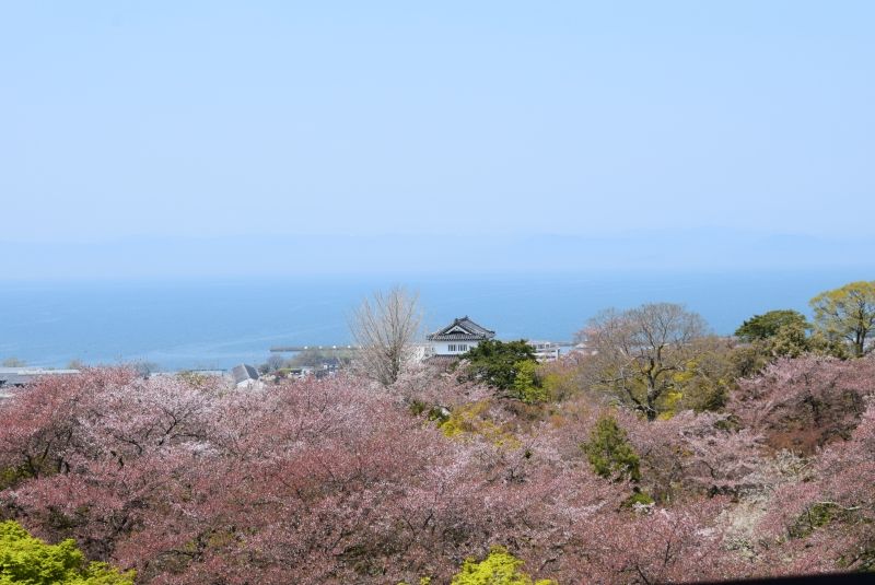 Hyogo Private Tour - El Castillo de Hikone (Shiga), en la epoca de cerezo en flor