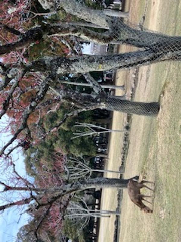 Hyogo Private Tour - Nara Kataoka plum tree forest in Nara