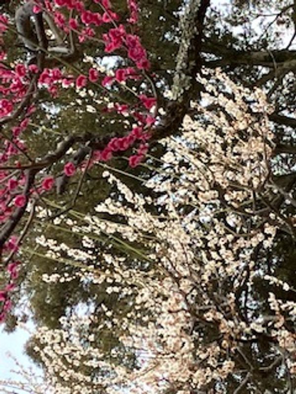 Hyogo Private Tour - Nara Kataoka plum tree forest in Nara