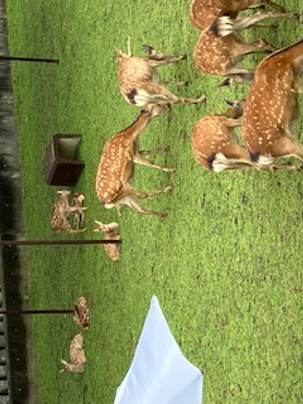 Hyogo Private Tour - Nara Rokuen deer protection center