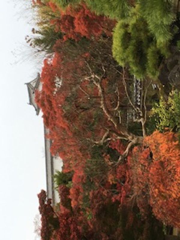 Hyogo Private Tour - Kooen garden with Himeji castle