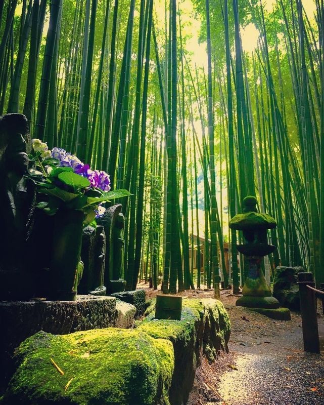 Chiba Private Tour - If you walk on this bamboo path in Sakura city, I am sure you should feel like you timeslip to "Edo Era 350 years ago" as a Samurai.