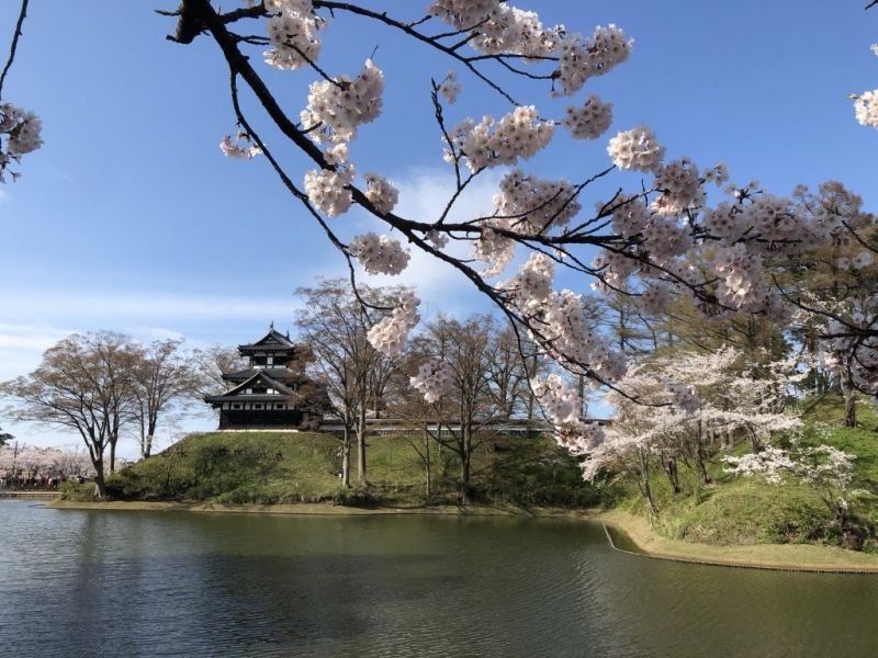 Niigata Private Tour - Takada Park in spring.  4,000 cherry trees cover the park. 
This is a former castle site and one of the biggest of its kind in Japan.  MATUDAIRA Tadateru, the sixth son of the first Shougun TOKUGAWA Ieyasu, built the castle in 1614.  
You can enjoy walking throughout the year in the park.