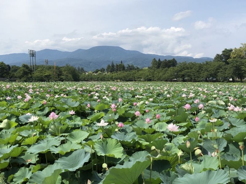 Niigata Private Tour - Takada Park in summer.  Lotus flowers occupy all the moats.  