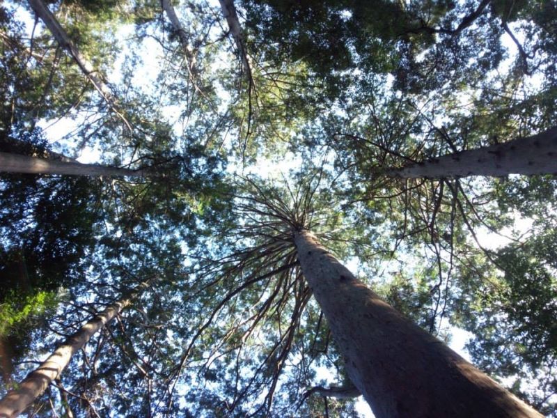 Wakayama Private Tour - Ceder trees