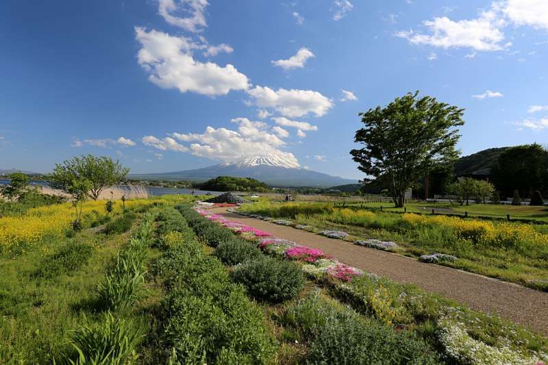 Chiba Private Tour - Oishi Park is one of the best Mt. Fuji viewing spots.
You can enjoy beautiful Mt. Fuji in each season.
I love Mt. Fuji in winter.