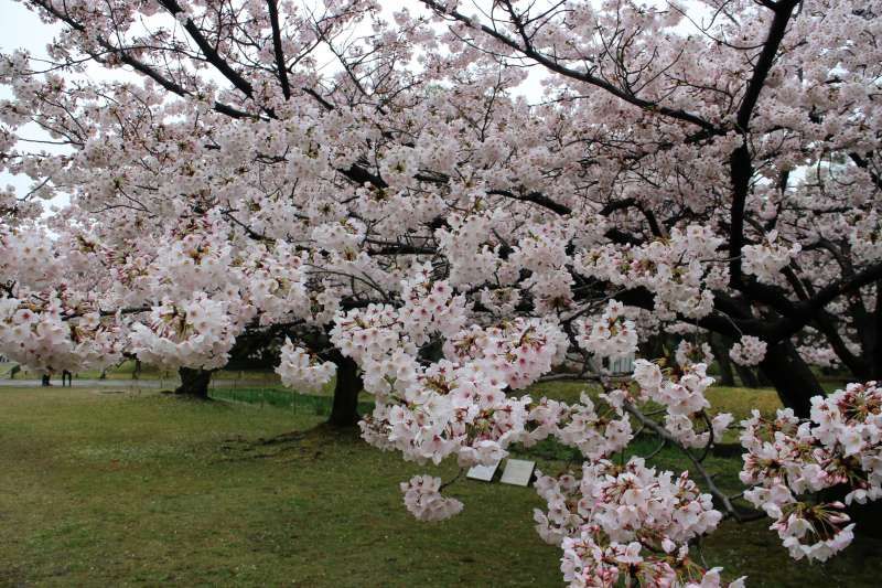 Chiba Private Tour - Early in April is the best timing to see cherry blossoms in Tokyo.
Why don't you plan to visit Japan in this season? 