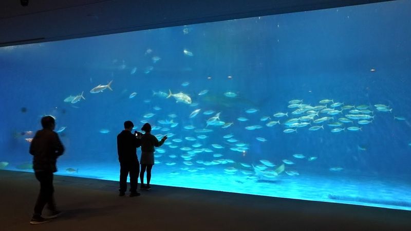 Kagoshima Private Tour - 下雨天也可以漫遊水族館