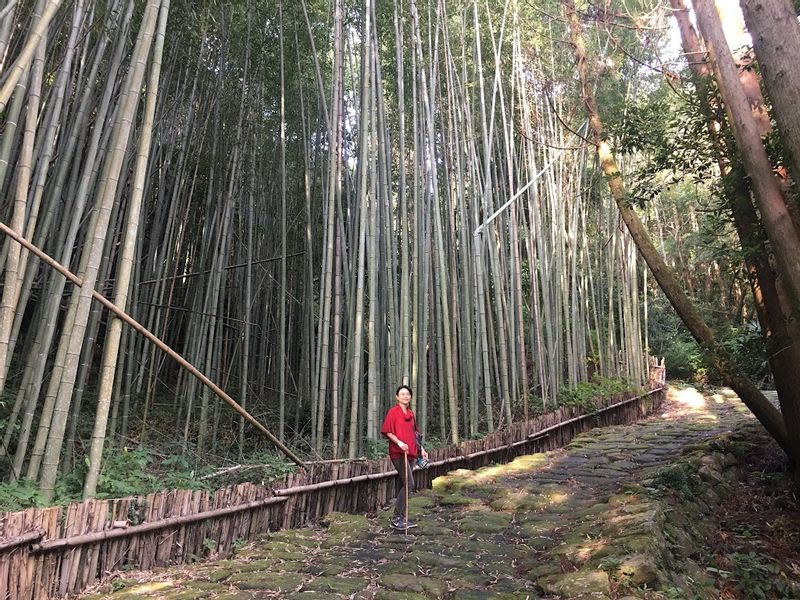 Kagoshima Private Tour - 據說日本的江南竹林從鹿兒島發揚光大的